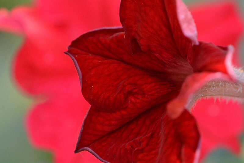 Red Petunia Flower — Vibrant, Photograph