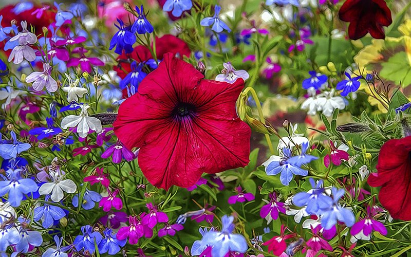 Red Petunia Flower — Vibrant, Summer