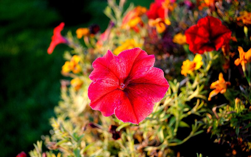 Red Petunia Flower — Vibrant, Sunset