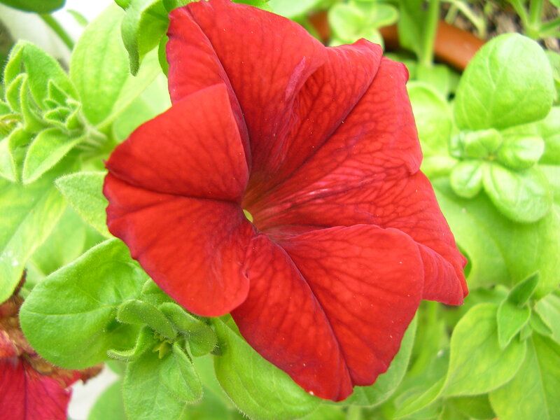 Red Petunia Flower — Vibrant