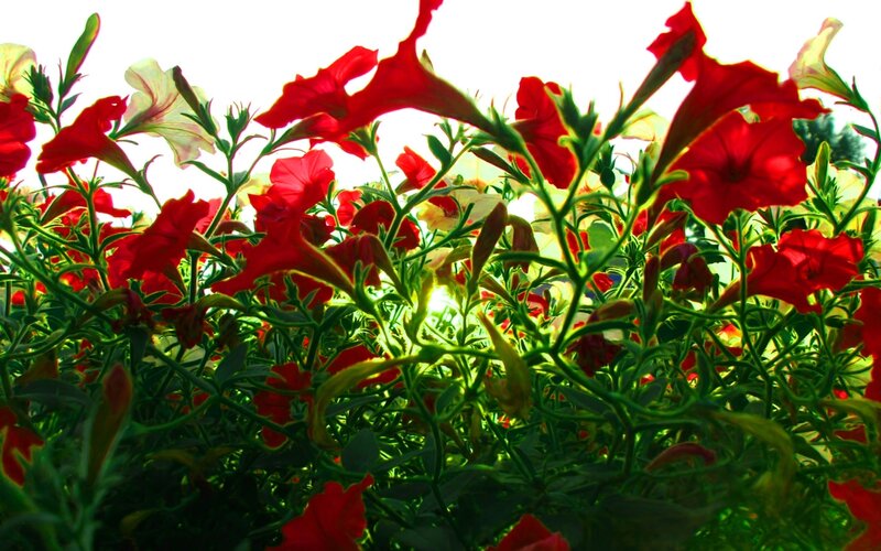 Red Petunia Flowers — Bright, Afternoon, Photograph, Green Stems