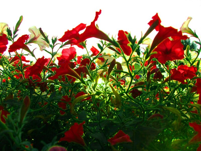 Red Petunia Flowers — Bright, Afternoon, Photograph