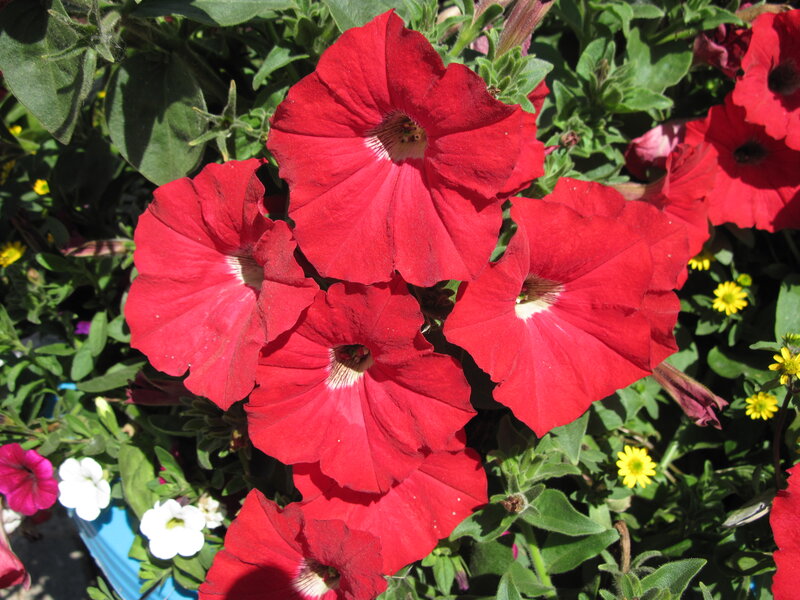 Red Petunia Flowers — Bright, Afternoon