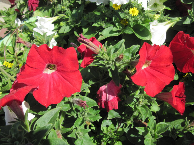 Red Petunia Flowers — Bright
