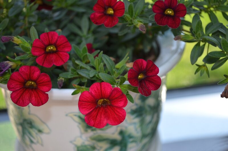 Red Petunia Flowers — Calm, Afternoon