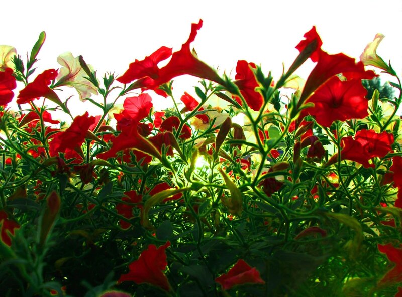 Red Petunia Flowers — Dramatic