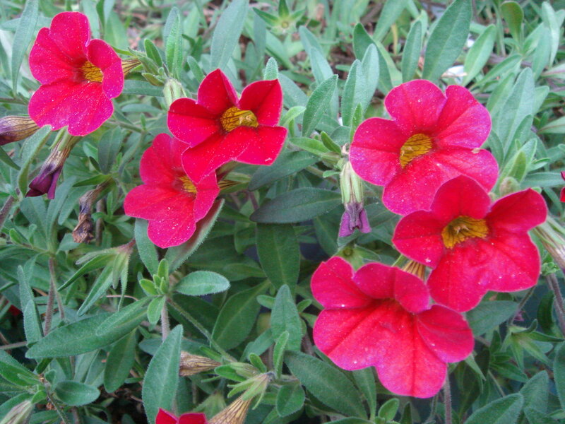 Red Petunia Flowers — Natural