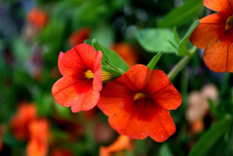 Red Petunia Flowers