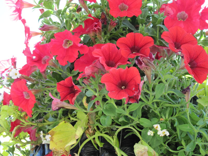 Red Petunia Flowers — Vibrant, Afternoon, Photograph, Green Leaves