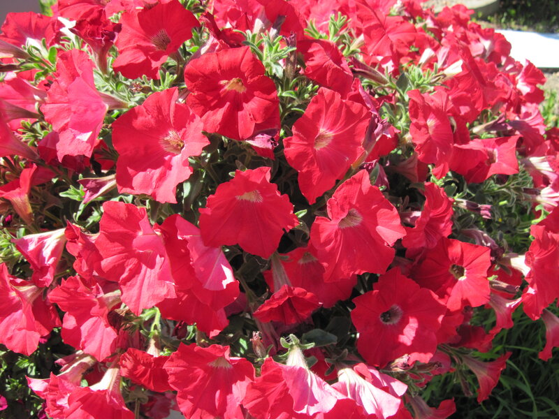 Red Petunia Flowers — Vibrant, Afternoon, Photograph, Leaves