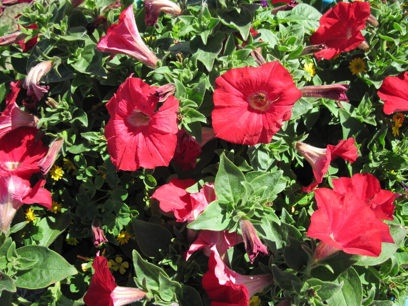 Red Petunia Flowers — Vibrant, Afternoon