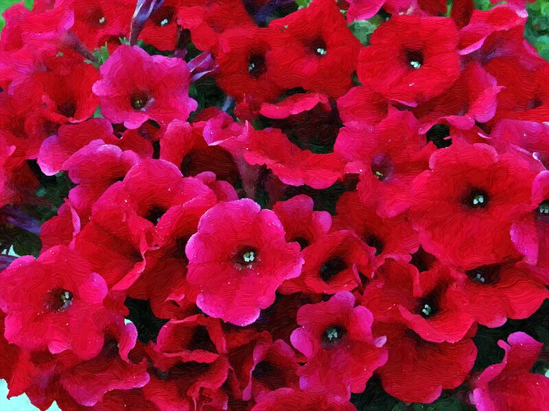 Red Petunia Flowers — Vibrant, Painting