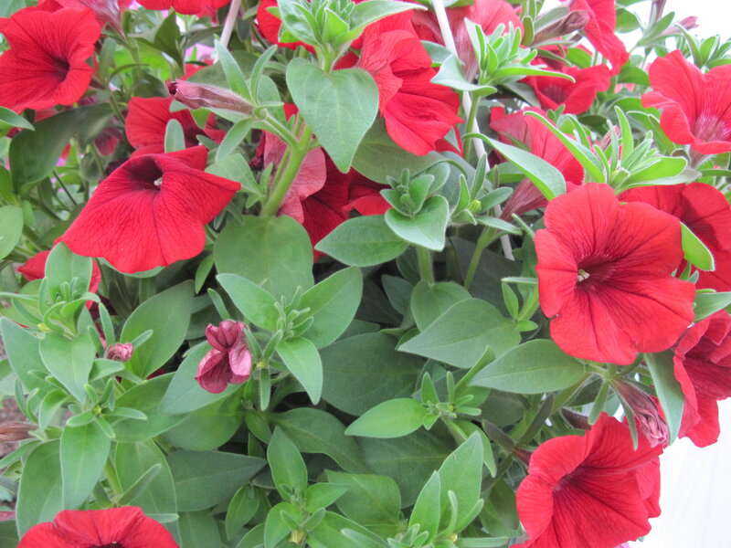 Red Petunia Flowers — Vibrant, Photograph