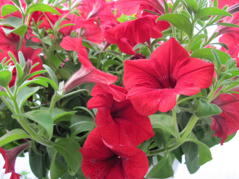 Red Petunia Flowers — Vibrant