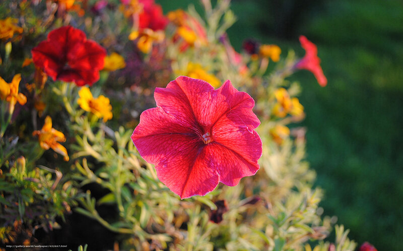 Red petunia in garden
