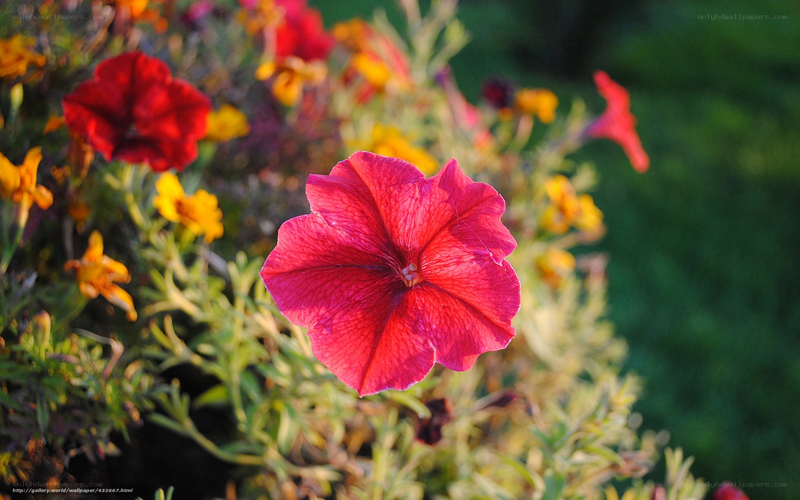 Red petunia in garden