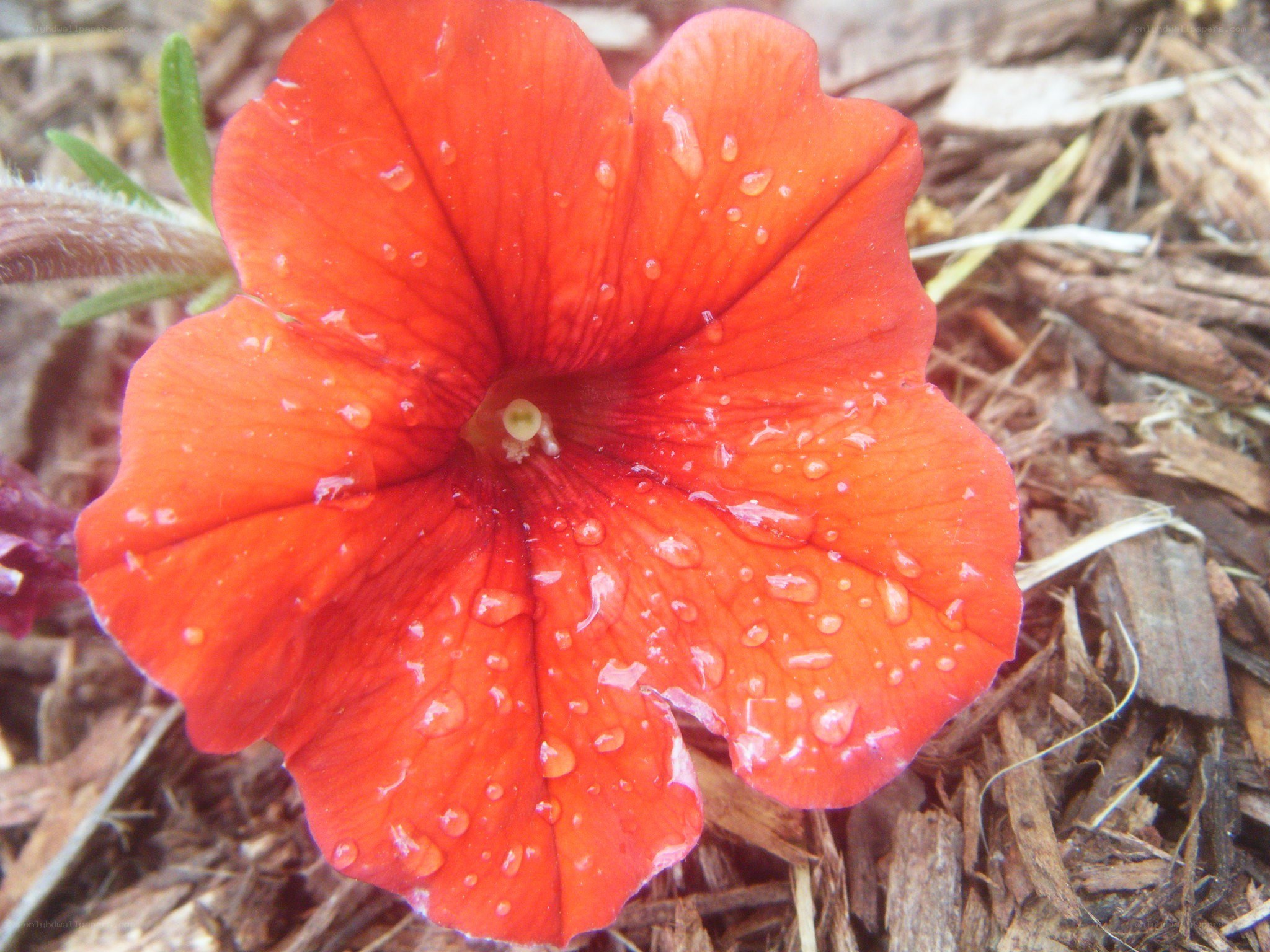 Red petunia with water droplets