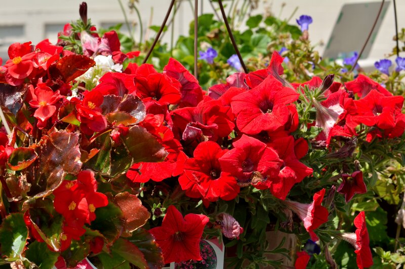 Red Petunias and Begonias