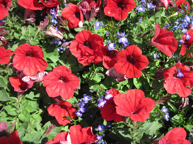 Red Petunias and Blue Flowers