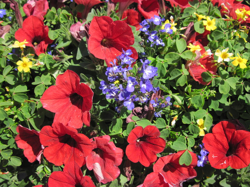 Red Petunias and Clover