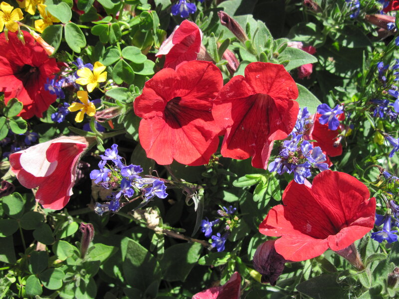 Red Petunias and Flowers