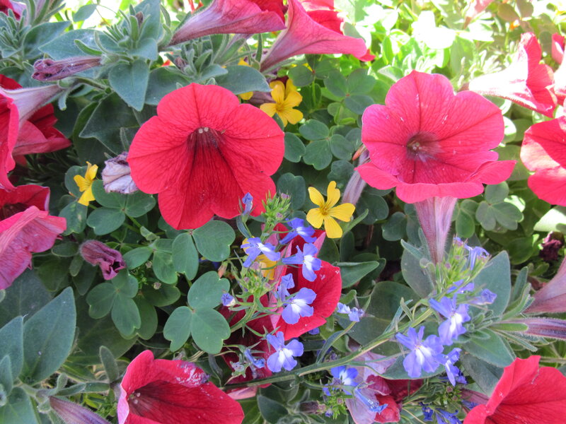 Red Petunias and Flowers — Vibrant