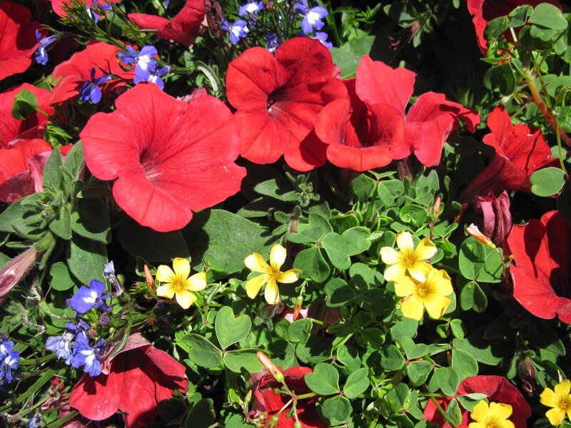 Red Petunias and Yellow Flowers