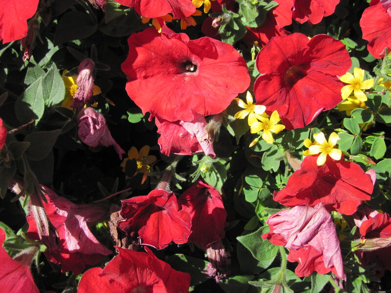 Red Petunias and Yellow Flowers — Vibrant, Afternoon