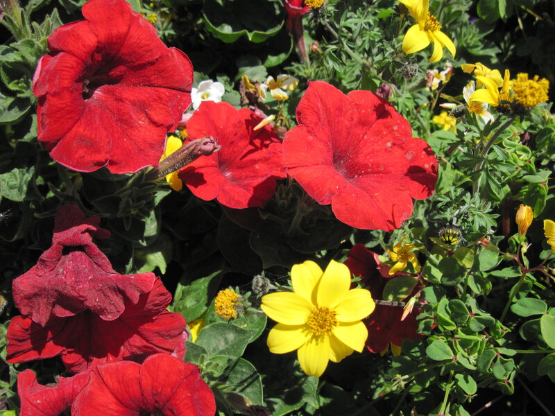 Red Petunias and Yellow Flowers — Vibrant