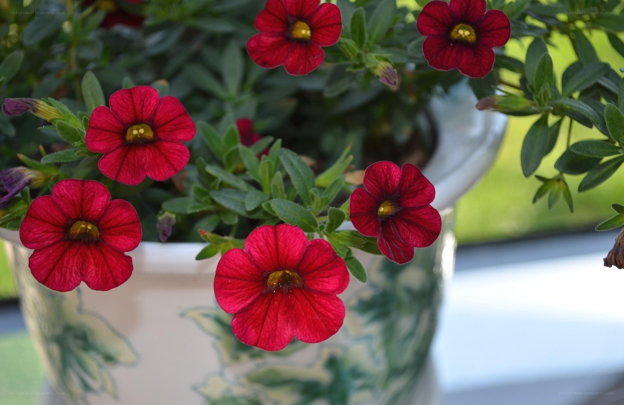 Red petunias in a decorative pot
