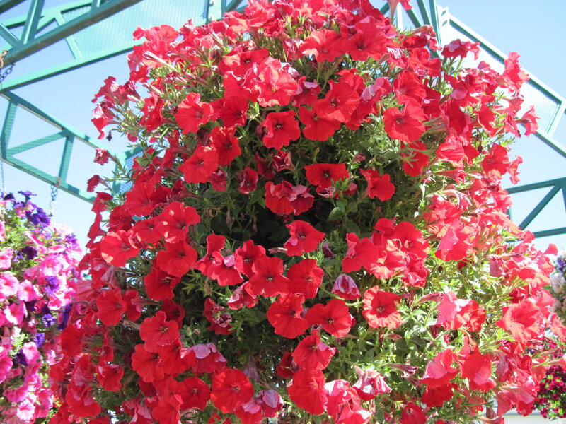 Red Petunias in Hanging Basket