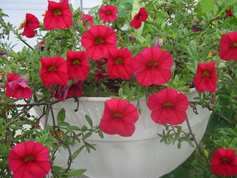 Red Petunias in Planter