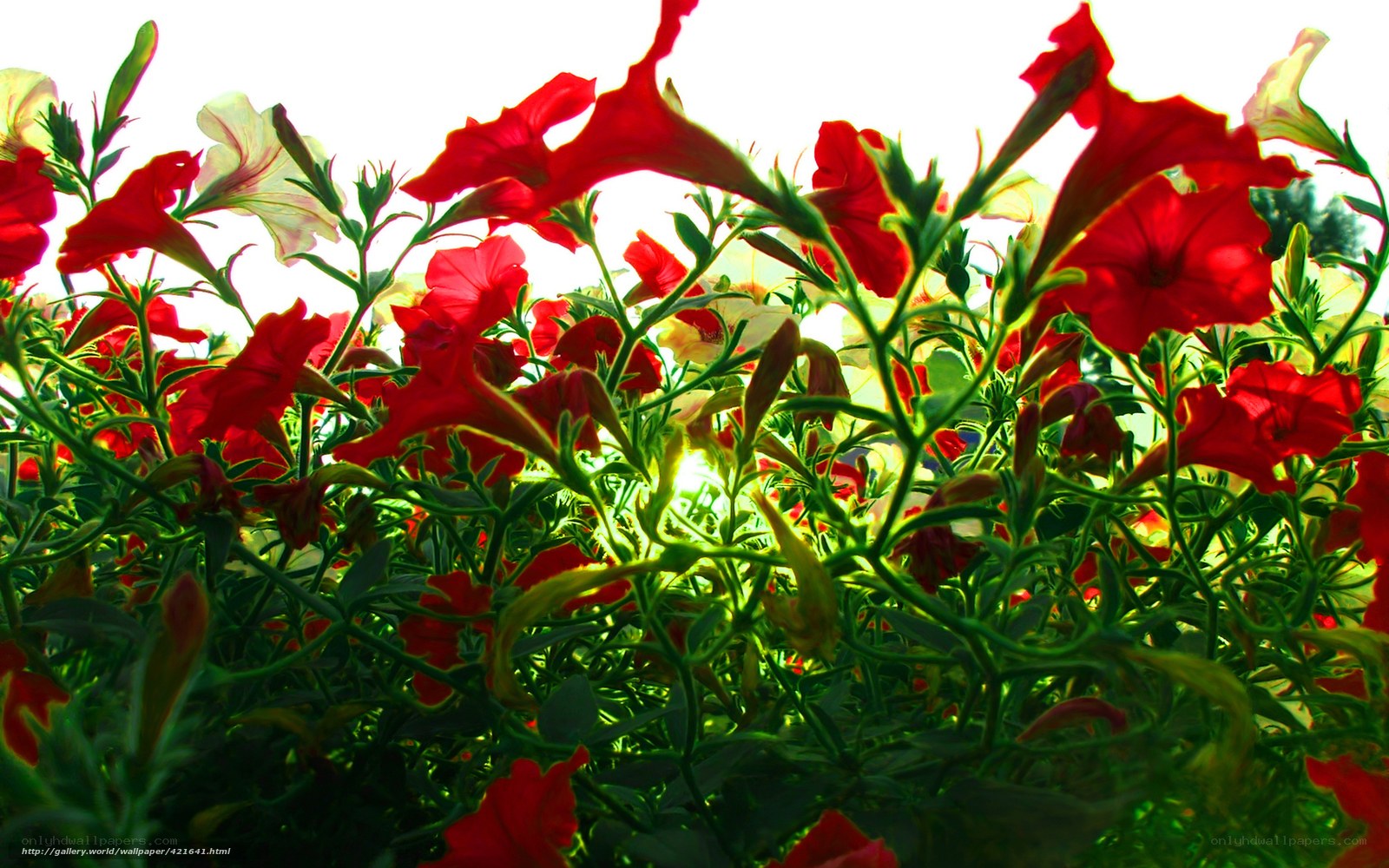 Red Petunias in Sunlight