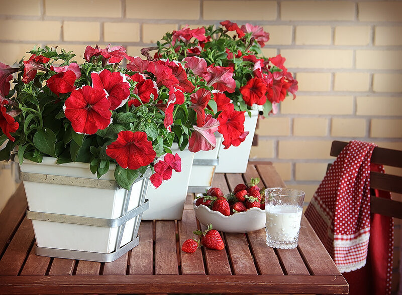 Red Petunias on Table