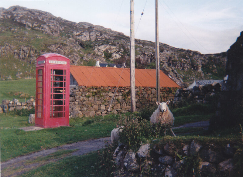Red phone box with sheep