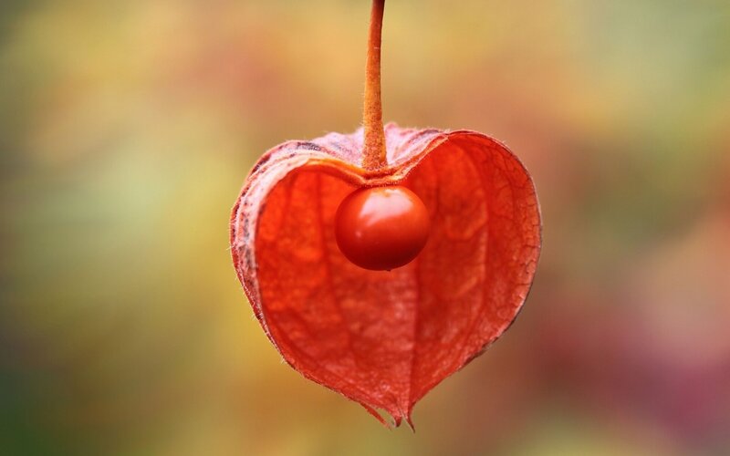 Red Physalis Fruit — Serene