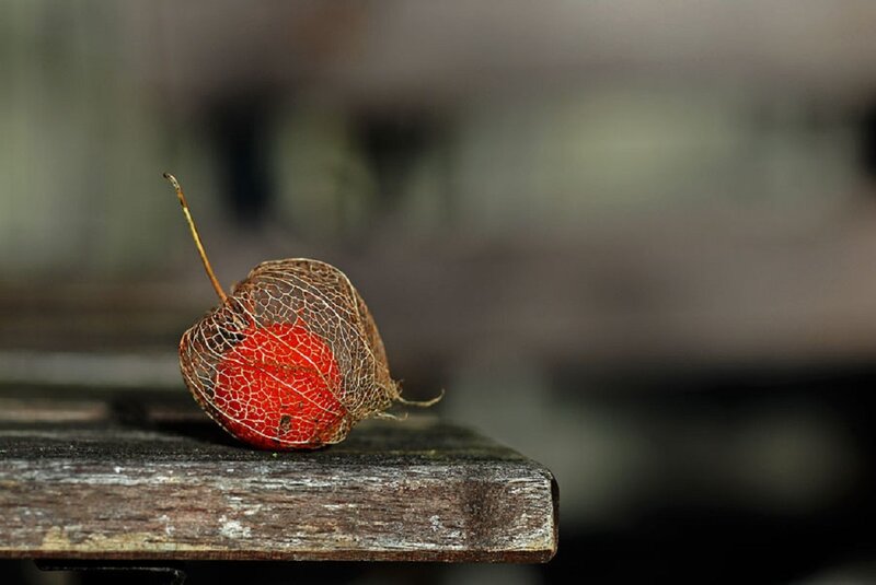 Red Physalis Fruit