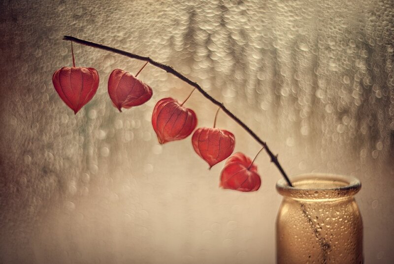 Red Physalis Fruits on Branch