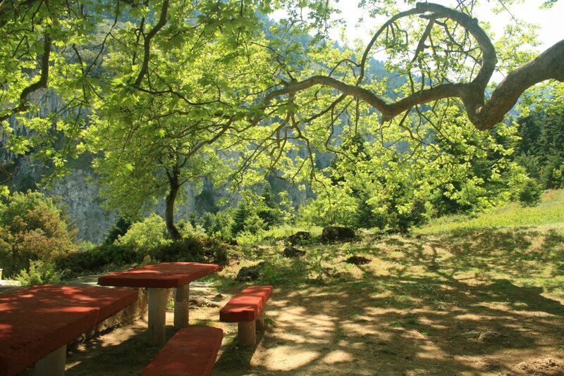 Red Picnic Tables under Tree
