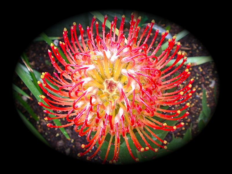 Red pincushion flower