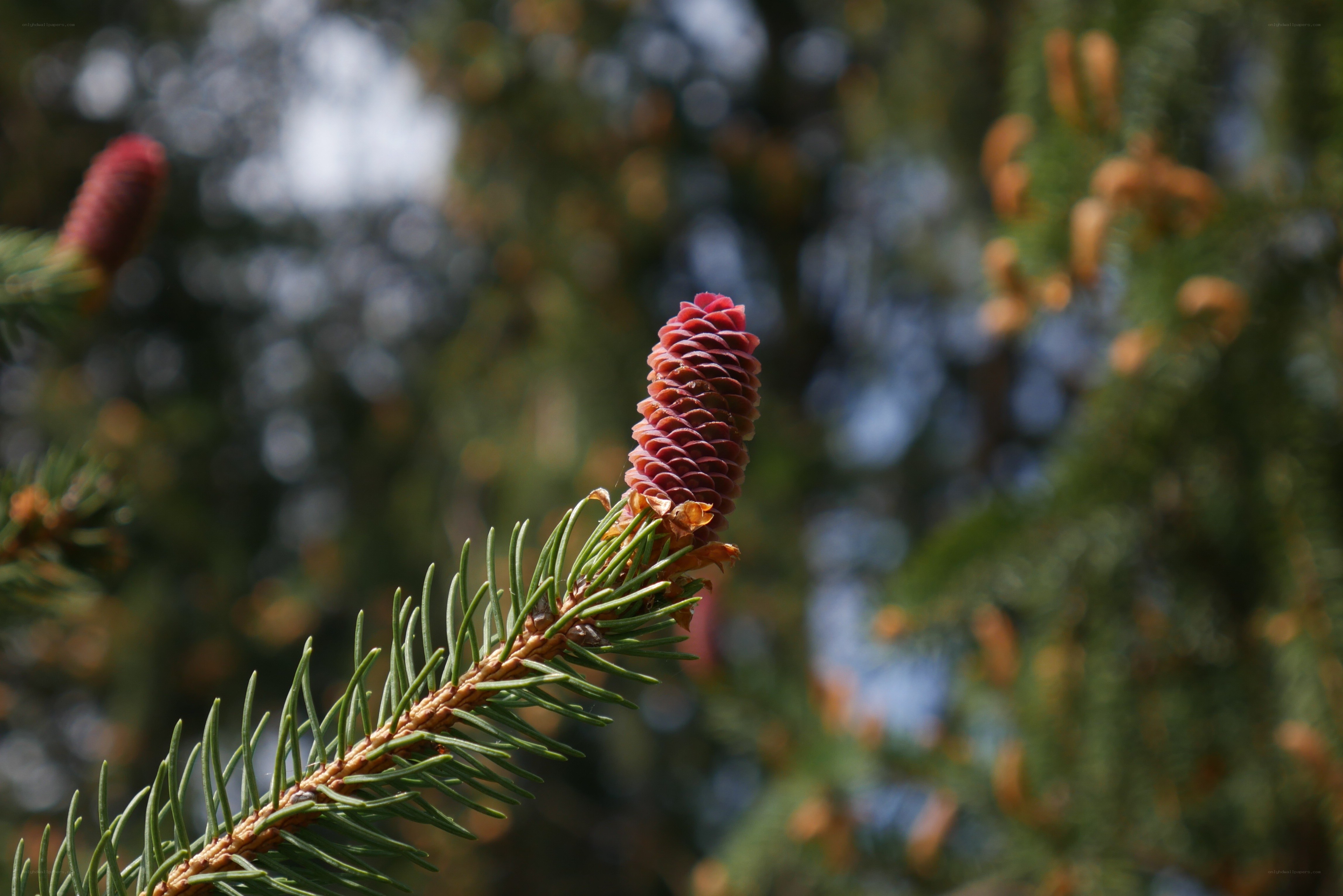 Red pine cone on a branch