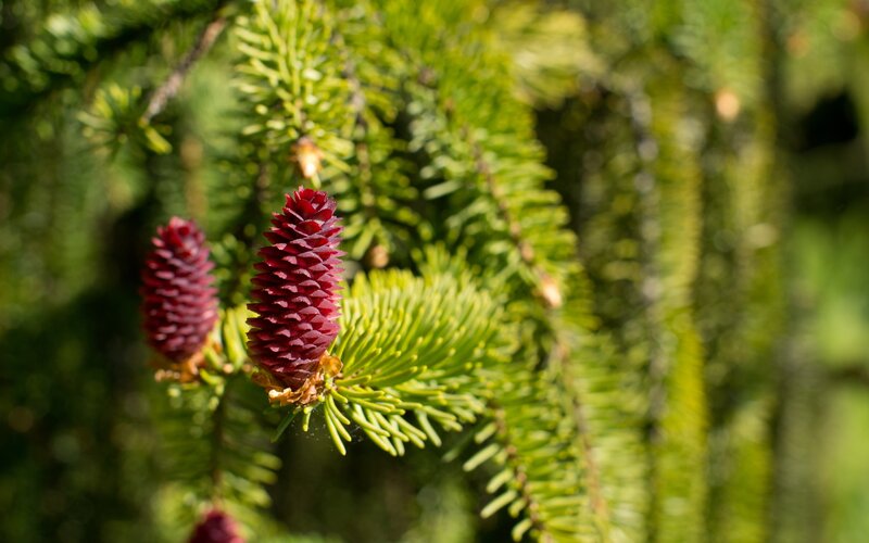 Red Pine Cones on Branch