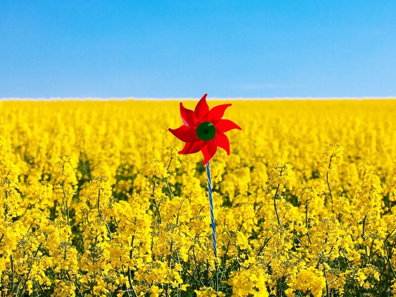 Red Pinwheel in Field