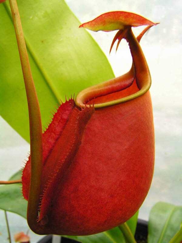 Red pitcher plant close-up