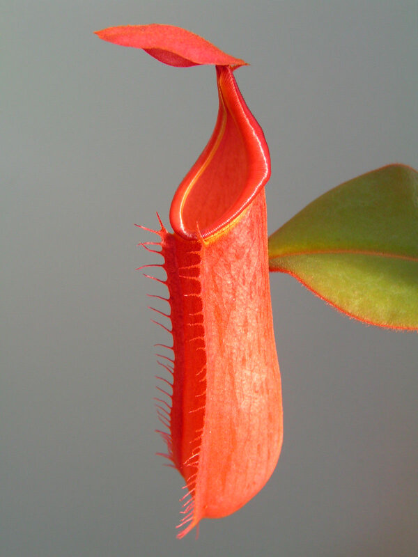 Red pitcher plant flower