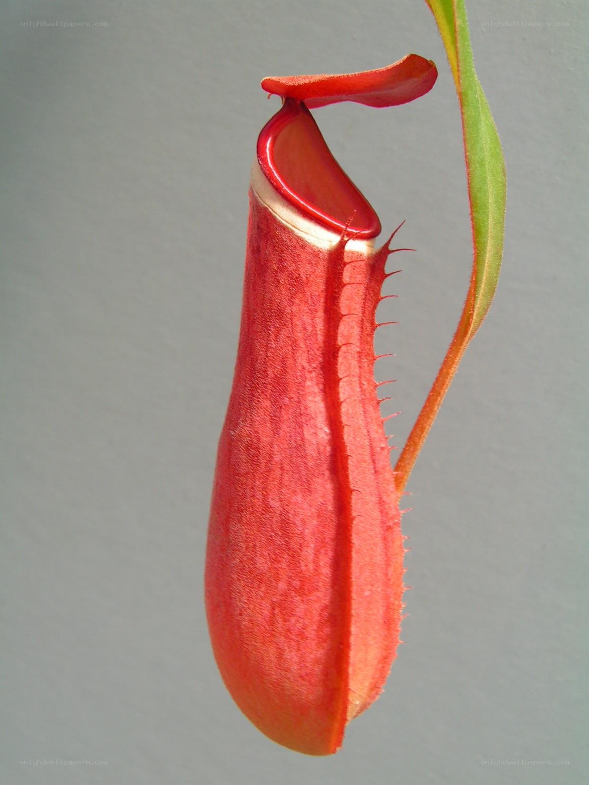 Red pitcher plant flower