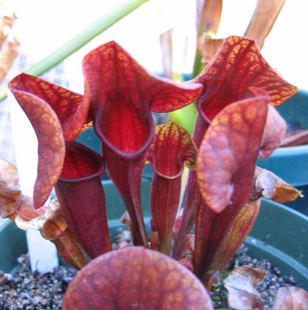 red pitcher plant flowers