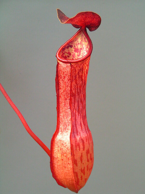 Red pitcher plant