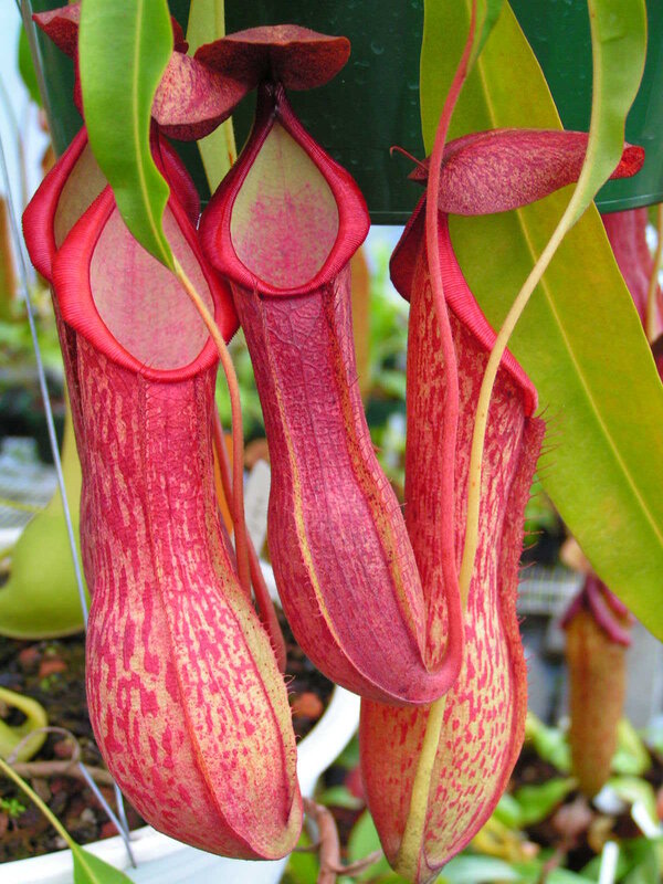 red pitcher plants hanging