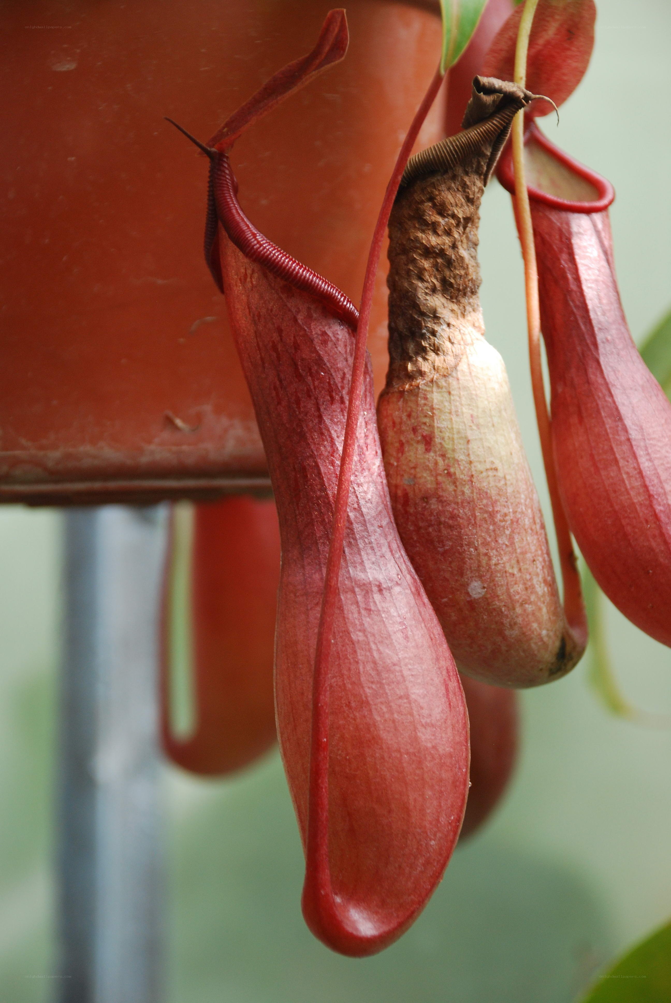 Red pitcher plants in a pot